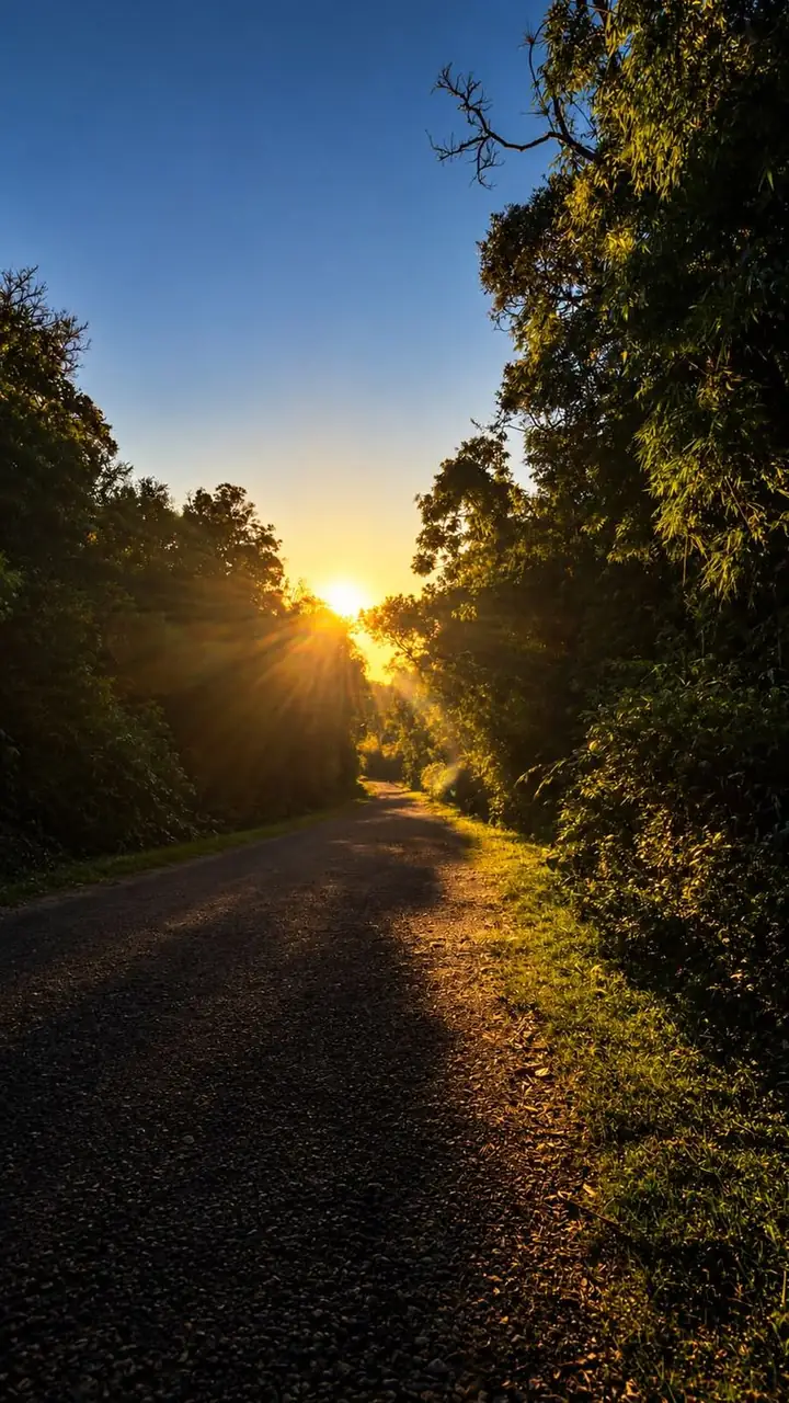 Estrada entre árvores no fim da tarde