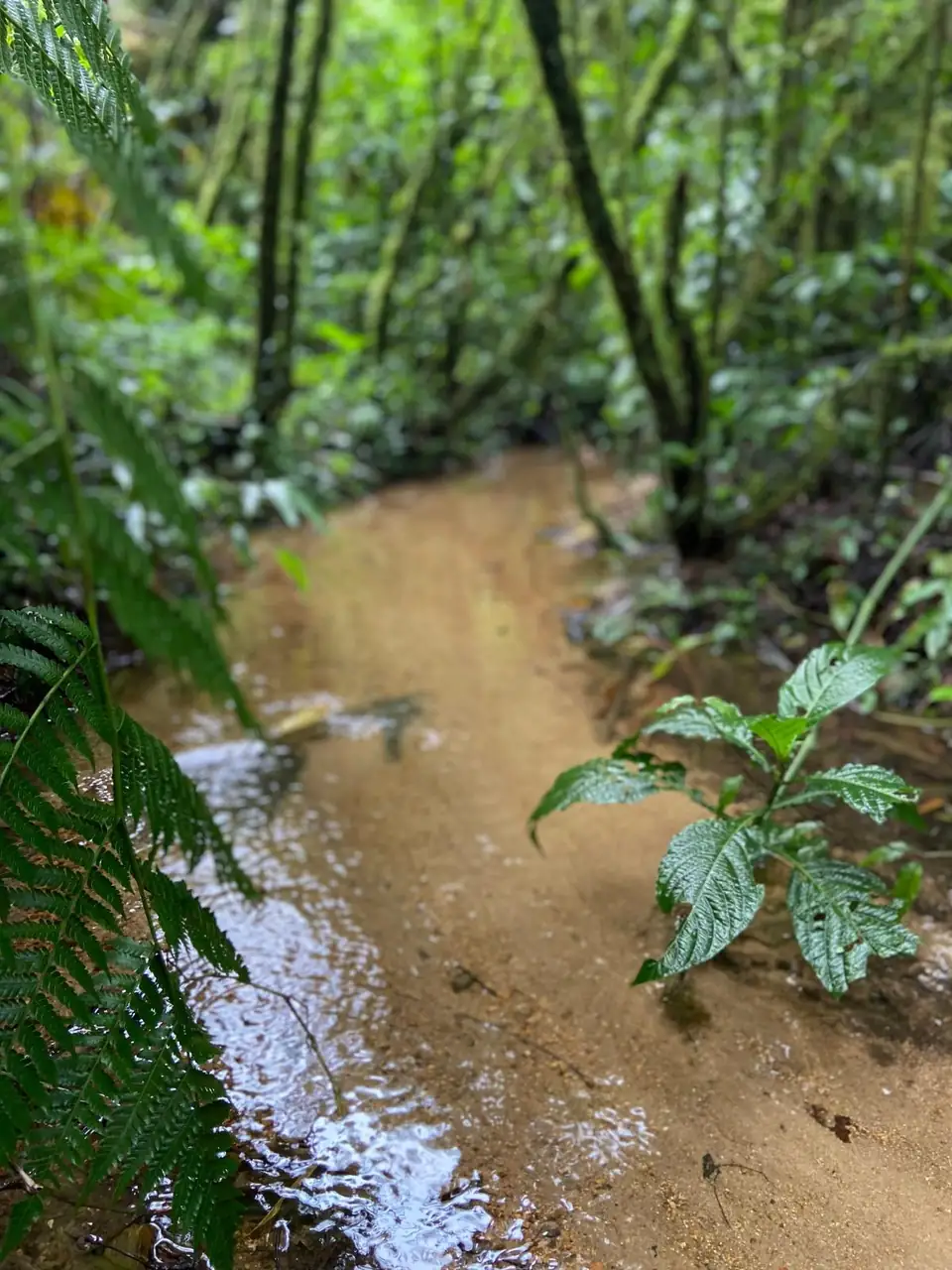 Trilha de terra molhada entre samambaias, com um filete de água correndo ao lado